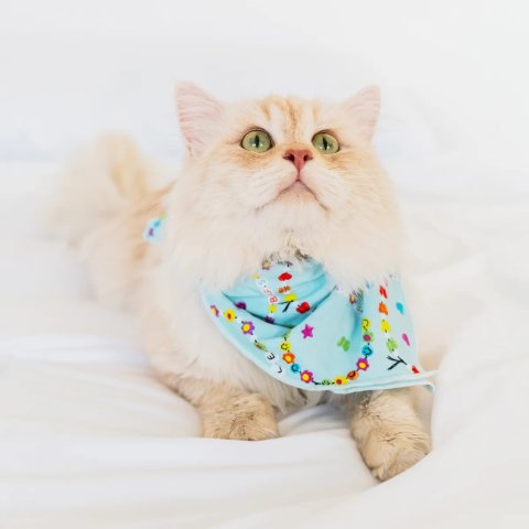 ModubaFriends Forever 반려동물 반다나