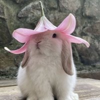 Bunny12